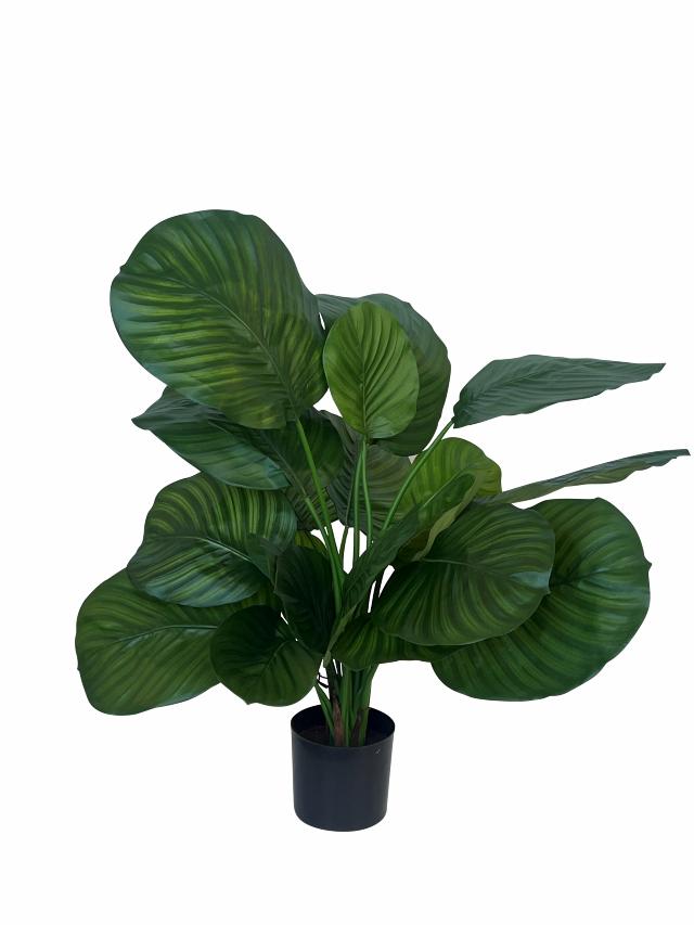 CALATHEA 72 cm