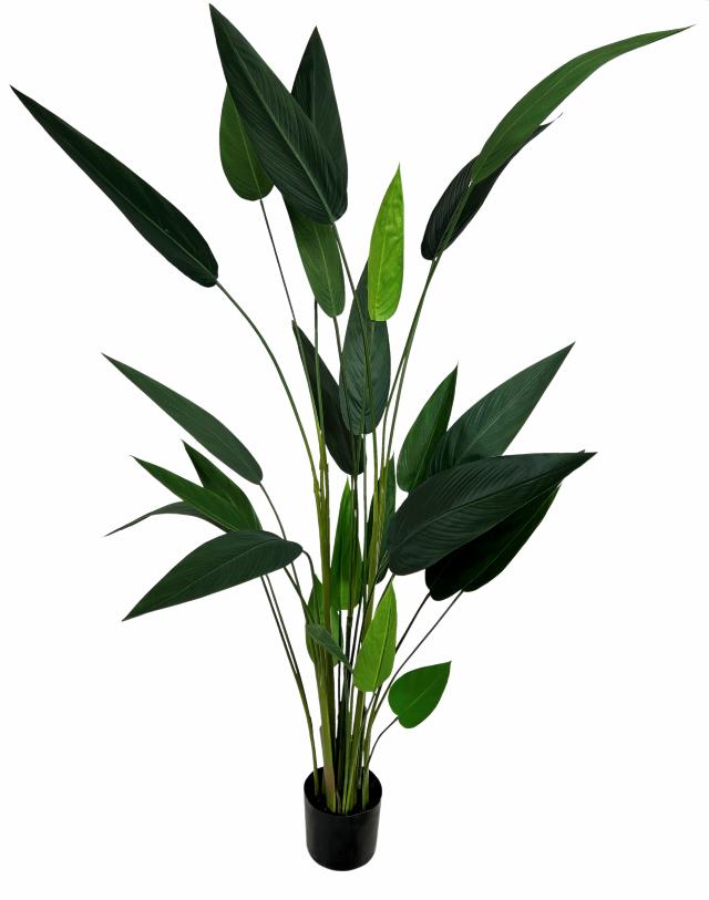 HELICONIA 175 cm