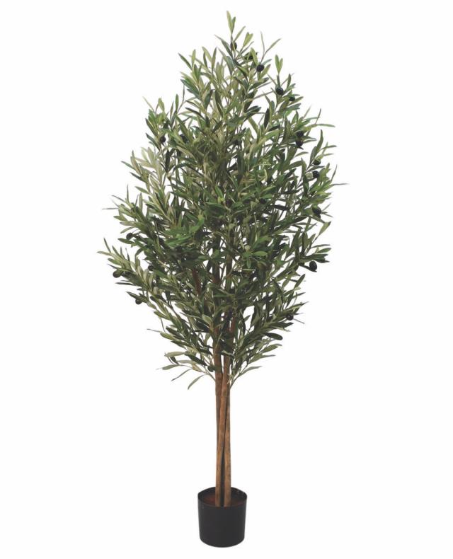 OLIVENTRE 200 cm