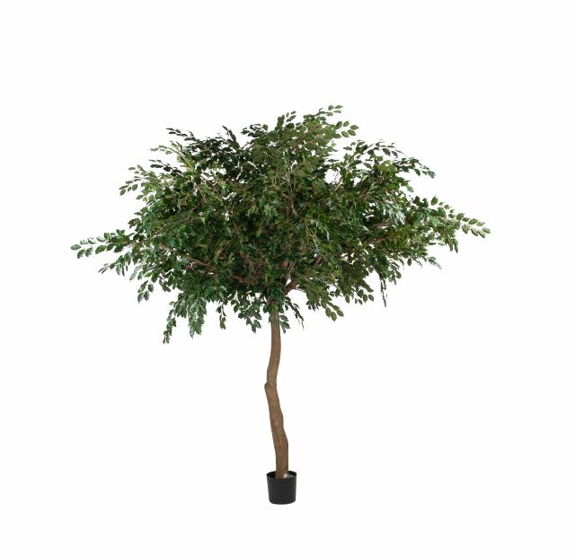 FICUS UMBRELLA 400cm