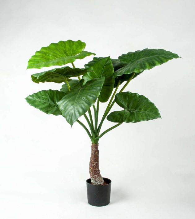 ALOCASIA 100 cm