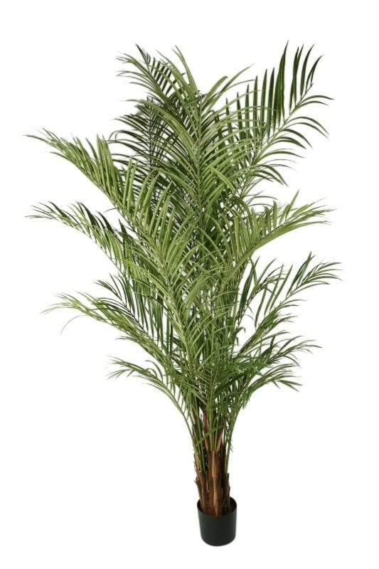 ARECA 170 cm