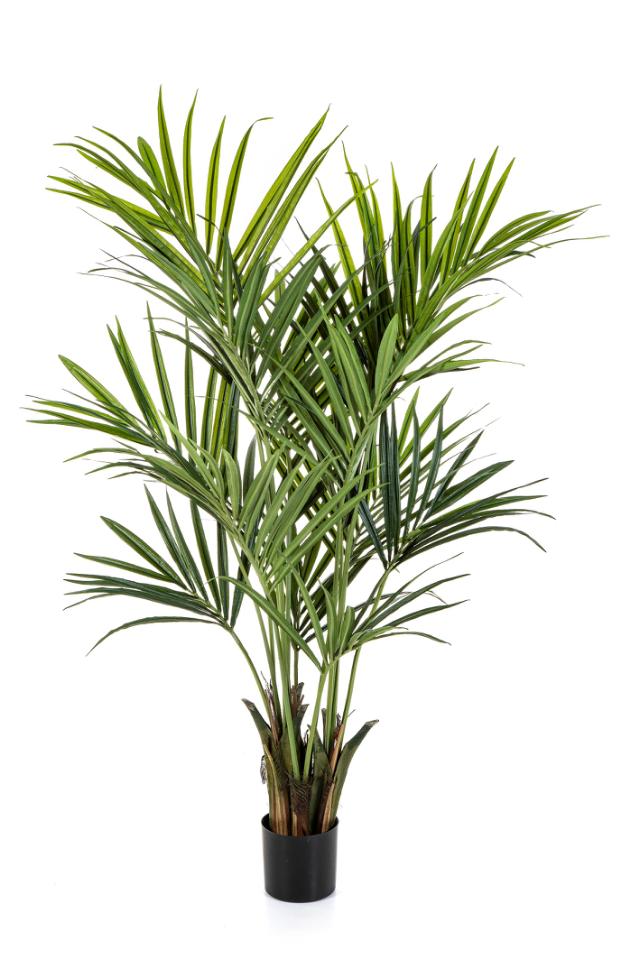 KENTIA PALM 200 cm