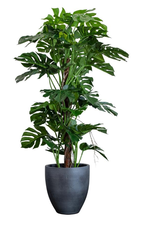 MONSTERA 170 cm