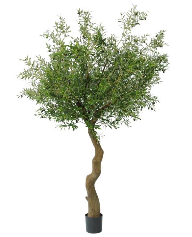 OLIVENTRE 320 cm