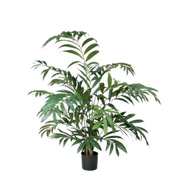PARLOUR PALM 125 cm