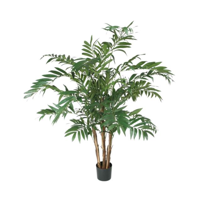 PARLOUR PALM 150 cm