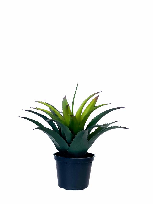 AGAVE GRÅGRØNN 28 cm
