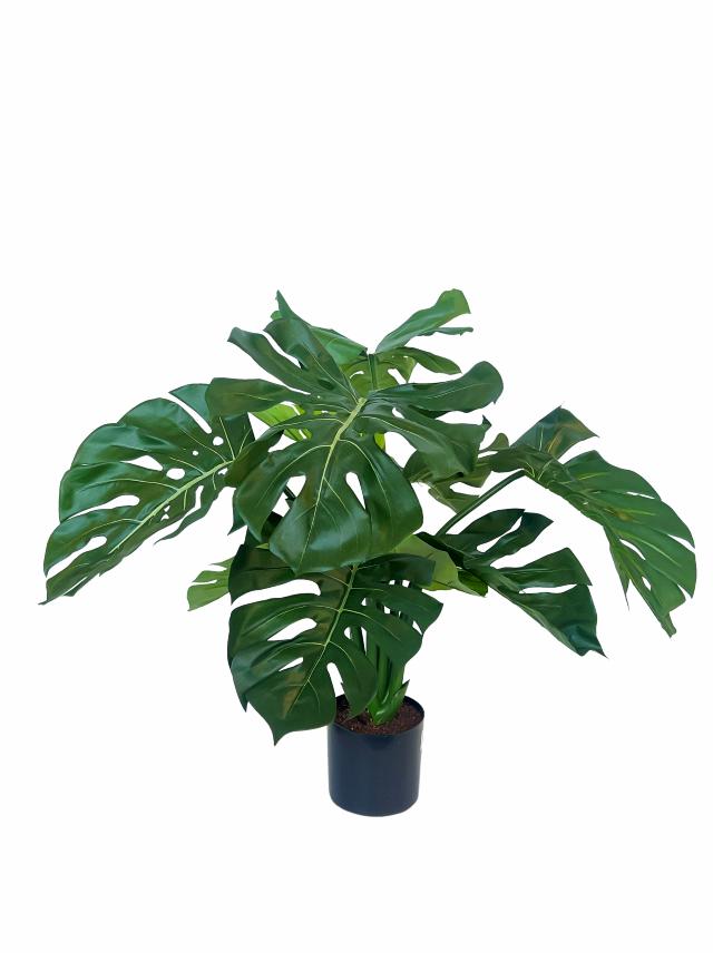 MONSTERA 65 cm