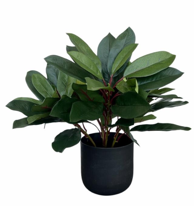 SCHEFFLERA 45 cm