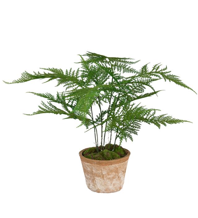 FJÆRASPARRIS 35 cm inkl. terrakotta potte