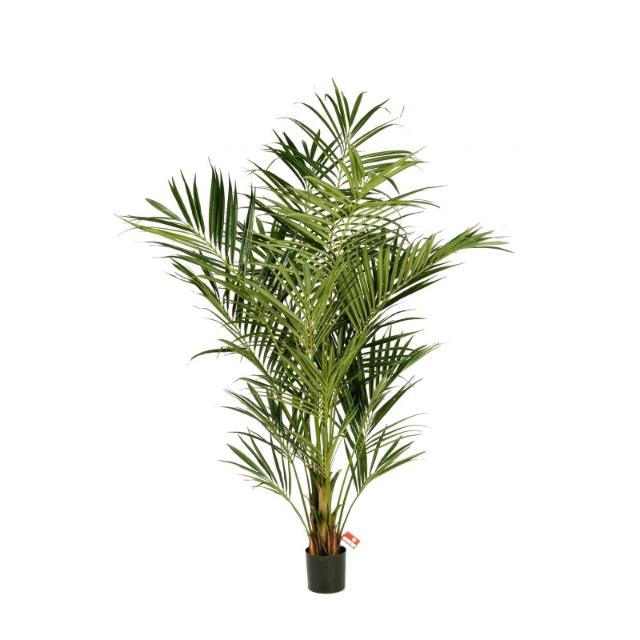 KENTIA PALM  140 cm 2-pakning