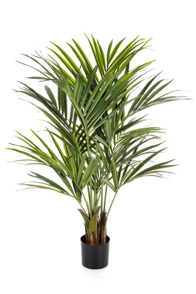 KENTIA PALM 220 cm 1-pakning