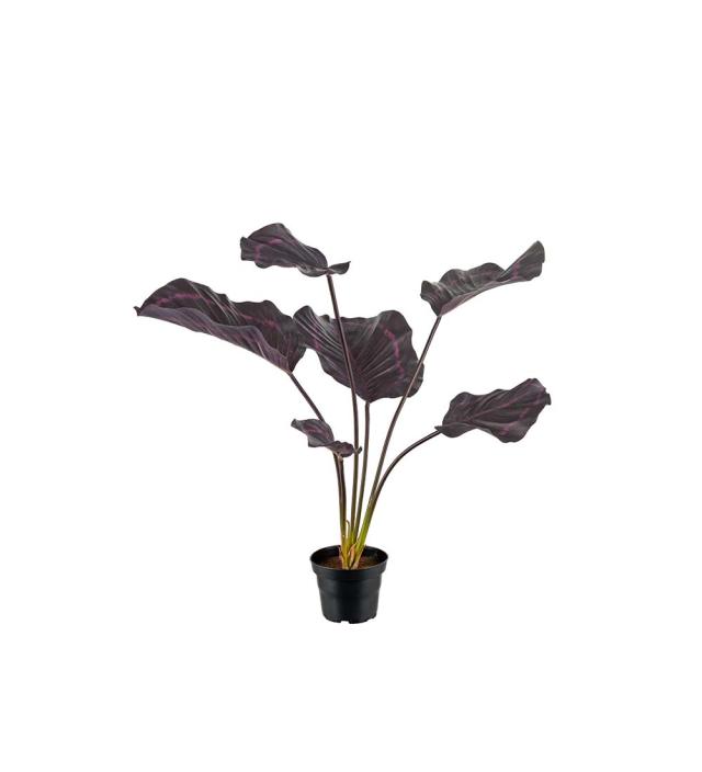 CALATHEA Burgundy 55 cm