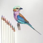 DESPECT_4901991009798_2