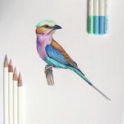 DESPECT_4901991009798_3