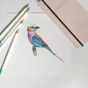 DESPECT_4901991009798_10